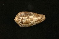 藏品(花瑪瑙芋螺)的圖片